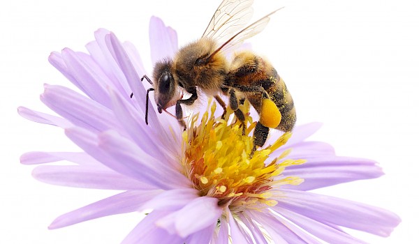 Honigbiene, Foto: iStock