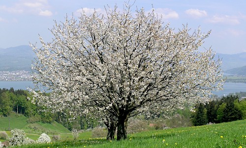 Blütenbaum Bienenlehrpfad Pfäffikon, Foto: Beat Bachmann