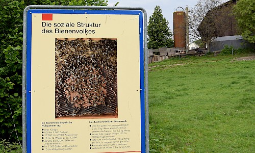 3. Tafel vom Bienenlehrpfad Pfäffikon, Foto: Patrizia Pfister