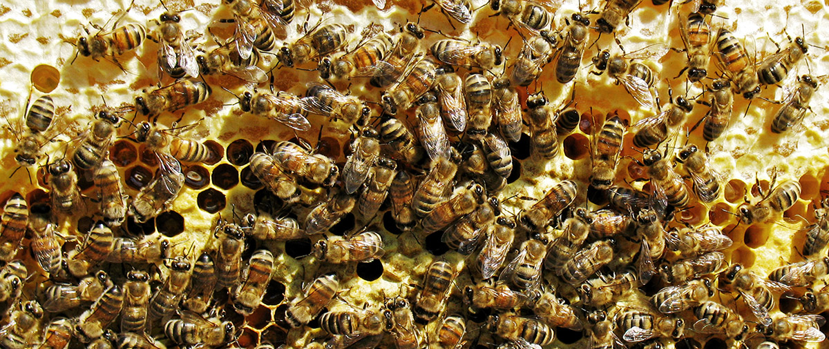 Bienenlehrpfad Pfäffikon SZ, Foto: iStock