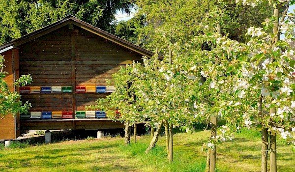 Lehrbienenstand für Führungen