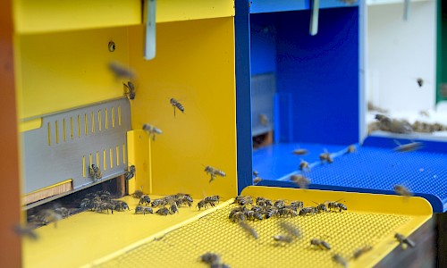 Bienenflug Bienenlehrpfad Pfäffikon, Foto: Patrizia Pfister